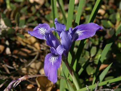 Iris macrosiphon.