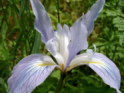 Iris munzii.