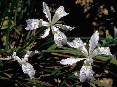 Klamath iris.