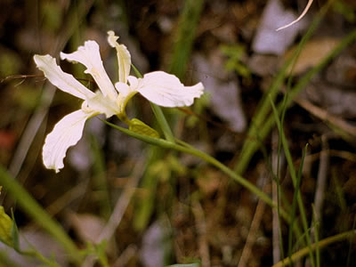 the Klamath iris.
