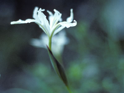 long tube iris, subspecies purdyiformis.