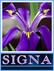 The Species Iris Group of North America Logo.