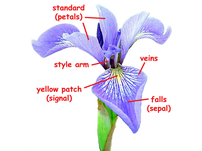 blue flag iris flower. The parts of the flower are labeled.