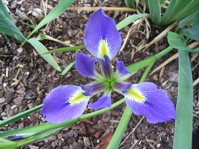 Iris brevicaulis.