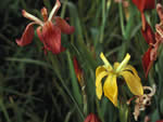 Copper Iris, Iris fulva.