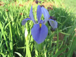 Giant Blue Iris, Iris giganticaerulea.