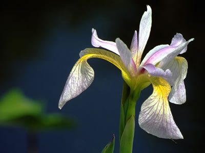 Iris hexagona.