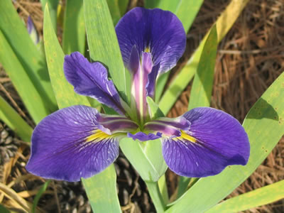 Iris hexagona.