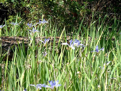 Iris hexagona var. savannarum colony.