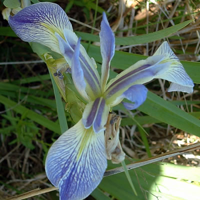 Iris hexagona var. savannarum.