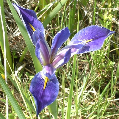 Iris hexagona var. savannarum.
