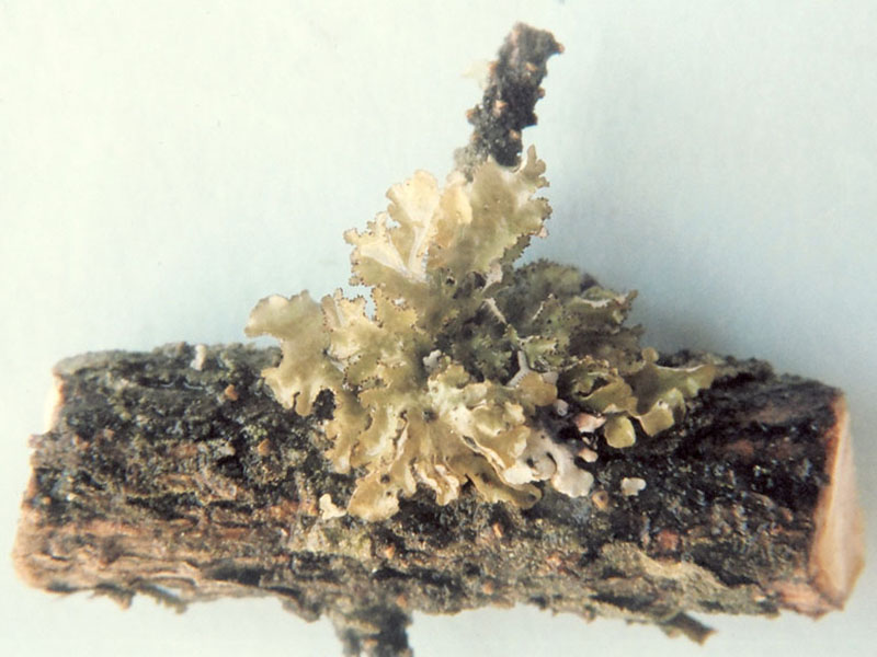 Ahtiana aurescens