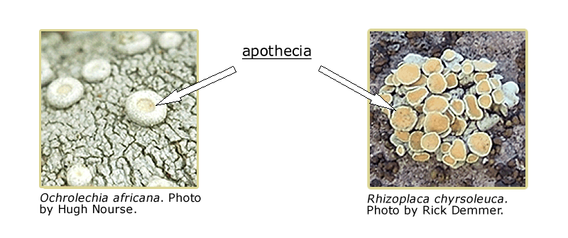 Two pictures of lichen species: Ochrolechia africans and Rhizoplaca chrysoleuca, arrows pointing at their apothecia.