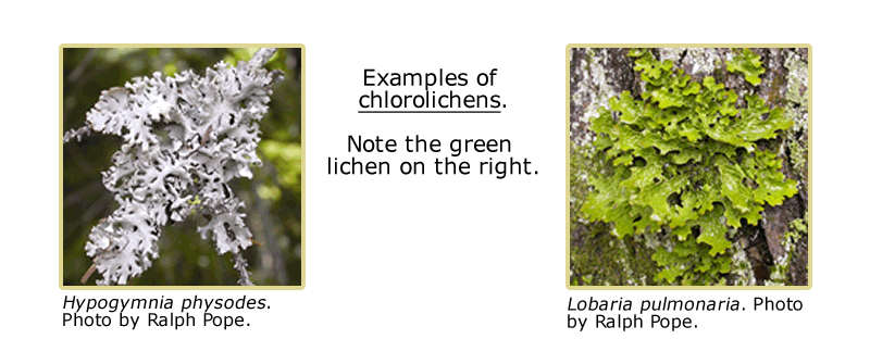 Two pictures of chlorolichen species: Hypogymnia physodes and Lobaria pulmonaria, text indicating to note the green lichen on the right (Lobaria pulmonaria).