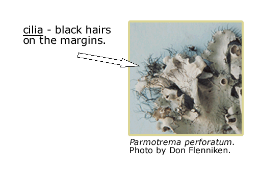 Parmotremia perforatum, an arrow pointing to the black hairs (cilia) on its margins.