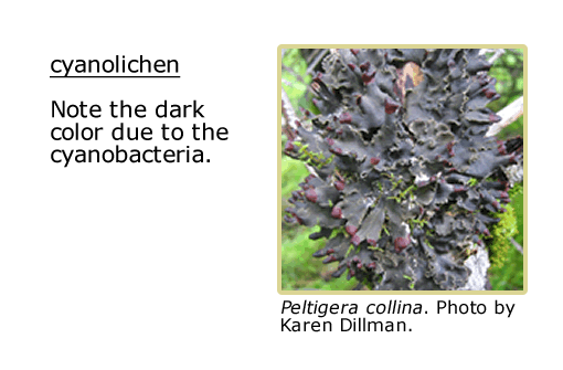 Peltigera collina: text indicating to note the dark color due to the cyanobacteria.