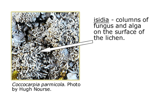 Coccocarpia parmicola, an arrow pointing to columns of fungus and alga (isidia) on its surface.
