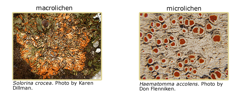 Pictures of a macrolichen, Solorina crocea, and a microlichen, Haematomma accolens.