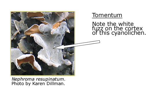 Nephroma resupinatum, an arrow pointing to the white fuzz (tomentum) on the cortex of this cyanolichen.