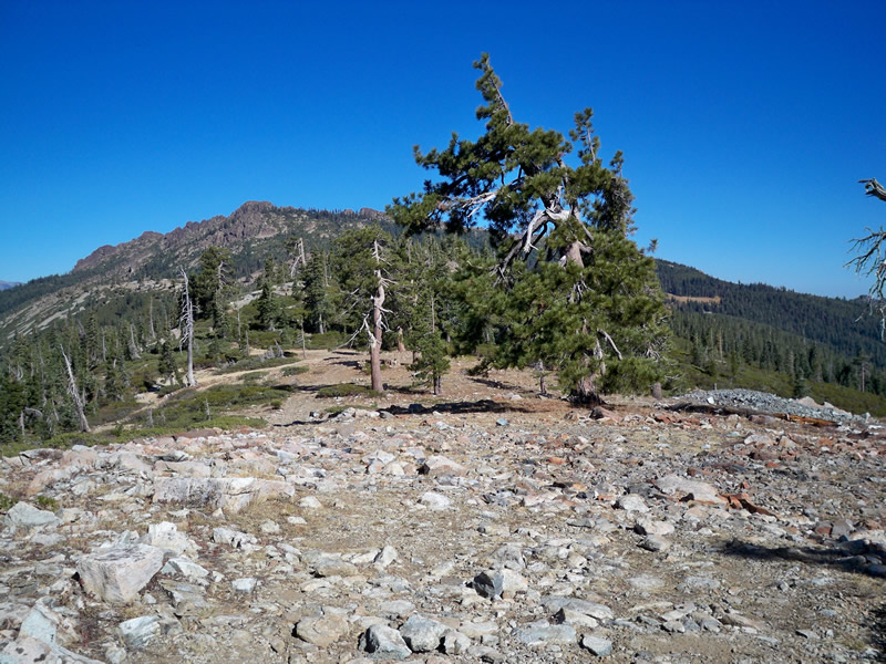 rocky pine forests