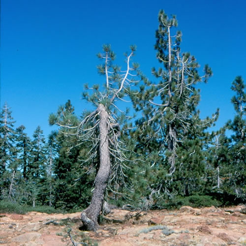 Gnarled and stunted Jeffrey pine on serpentine.