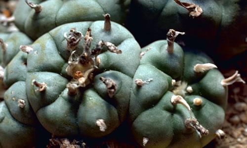 Peyote (Lophophora williamsii).