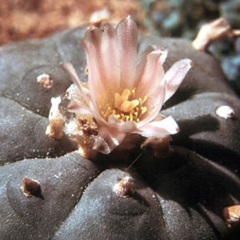 Close up of a peyote flower.