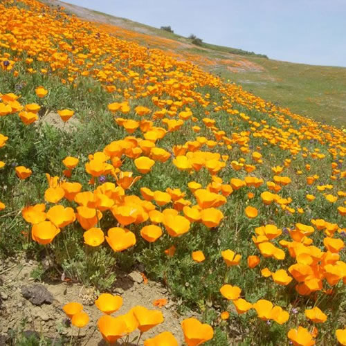 Field of California poppies.