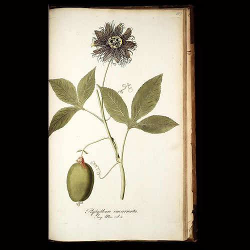 Passiflora incarnata lithograph.