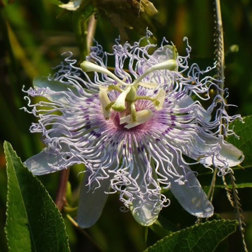 Passiflora incarnata flower.