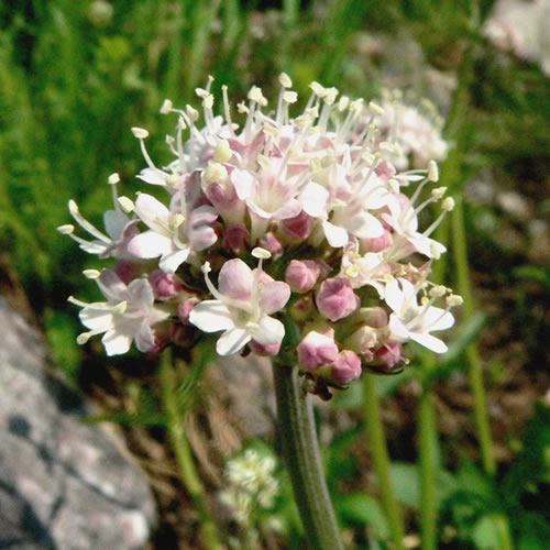 Valeriana acutiloba flowers.
