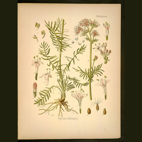 Valeriana officinalis lithograph.