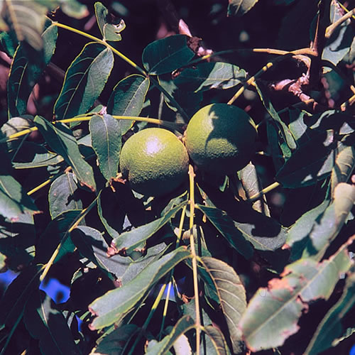 Gambel oak acorns, stem, and leaf.