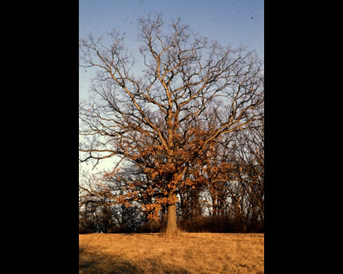 White oak tree.