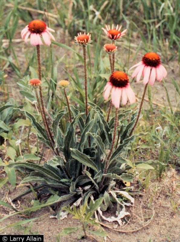Echinacea angustifolia.