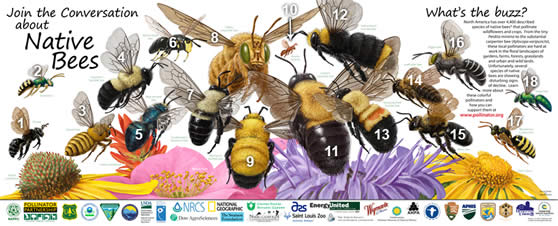 Thumbnail image of the Native Bees poster.