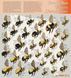 Bumblebees of the Eastern United States Poster.