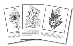 Color Wildflowers Pages