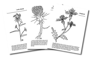 Color Noxious Weeds Pages