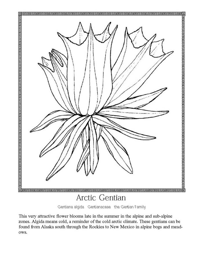 arctic gentian