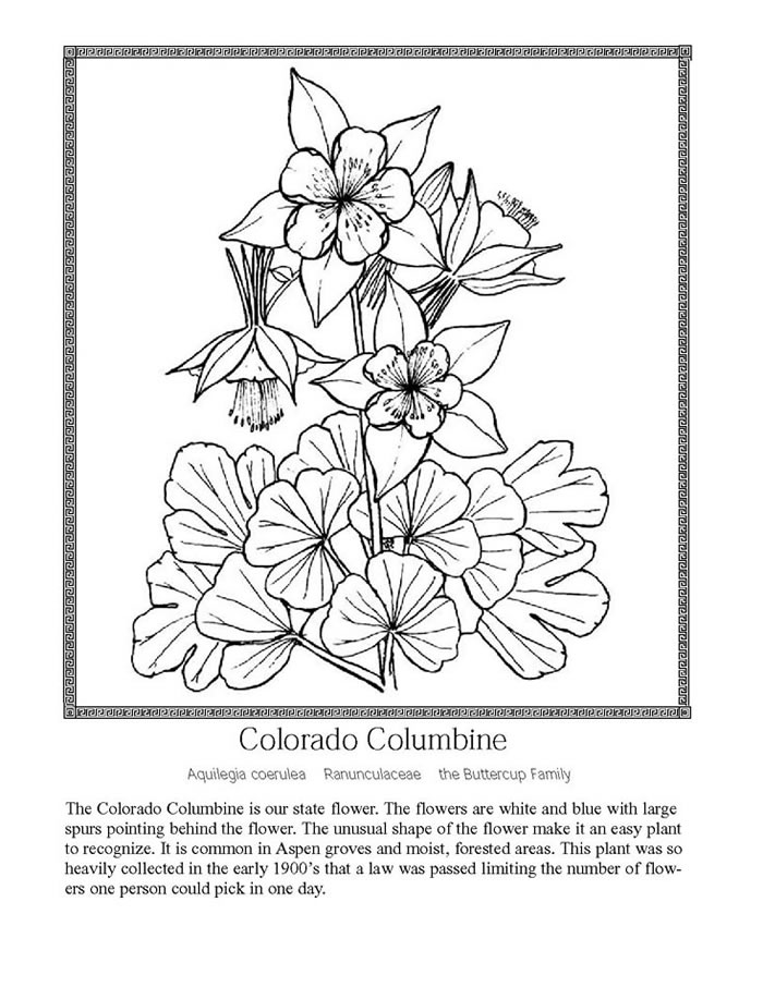 Colorado columbine