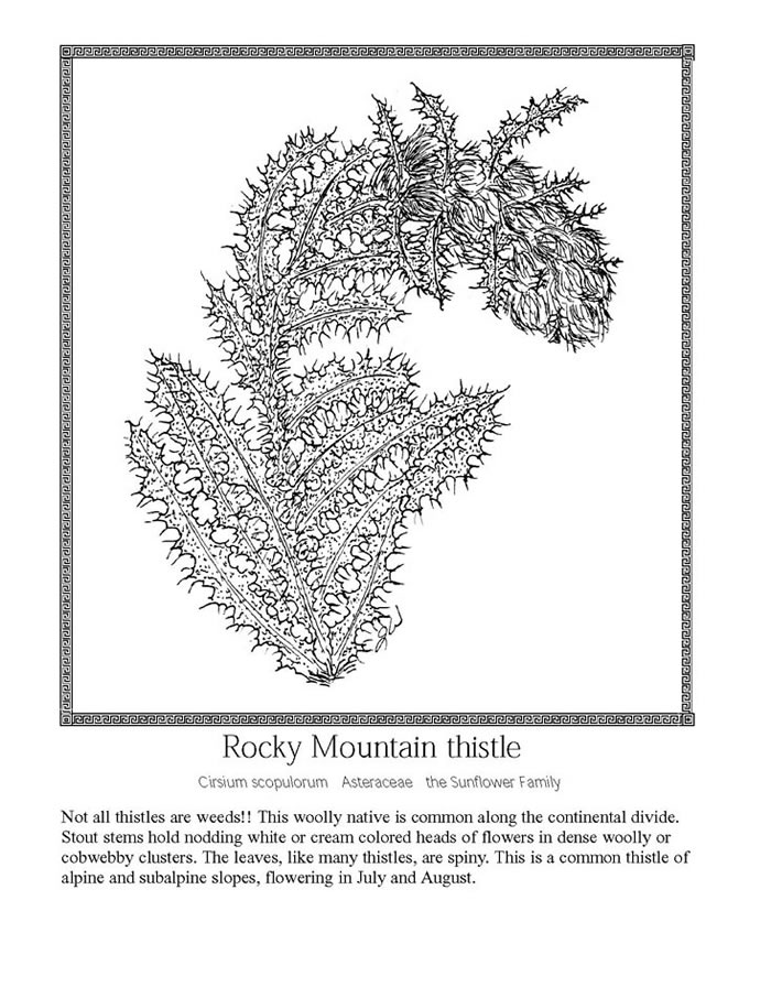 Rocky Mountain thistle