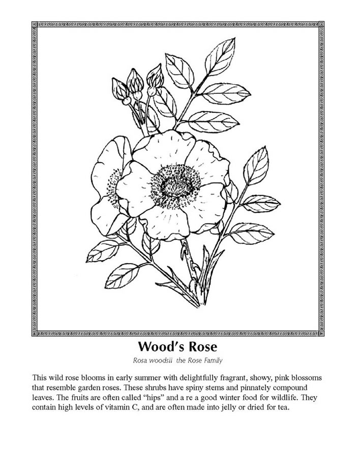coloring pages of wild flowers
