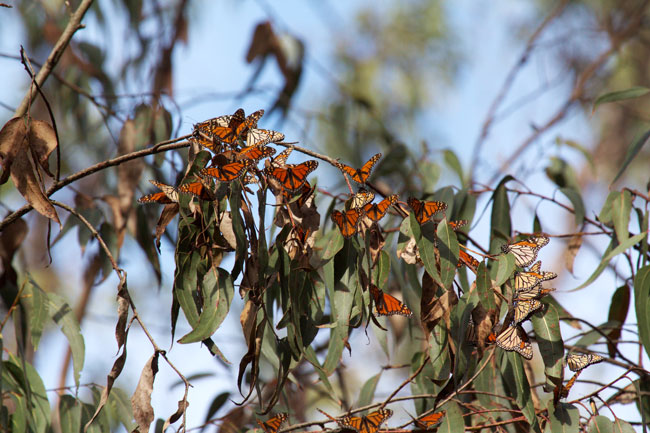 Monarchs Clustering on eucalyptus.