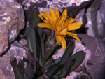 Horned Dandelion (Taraxacum ceratophorum).