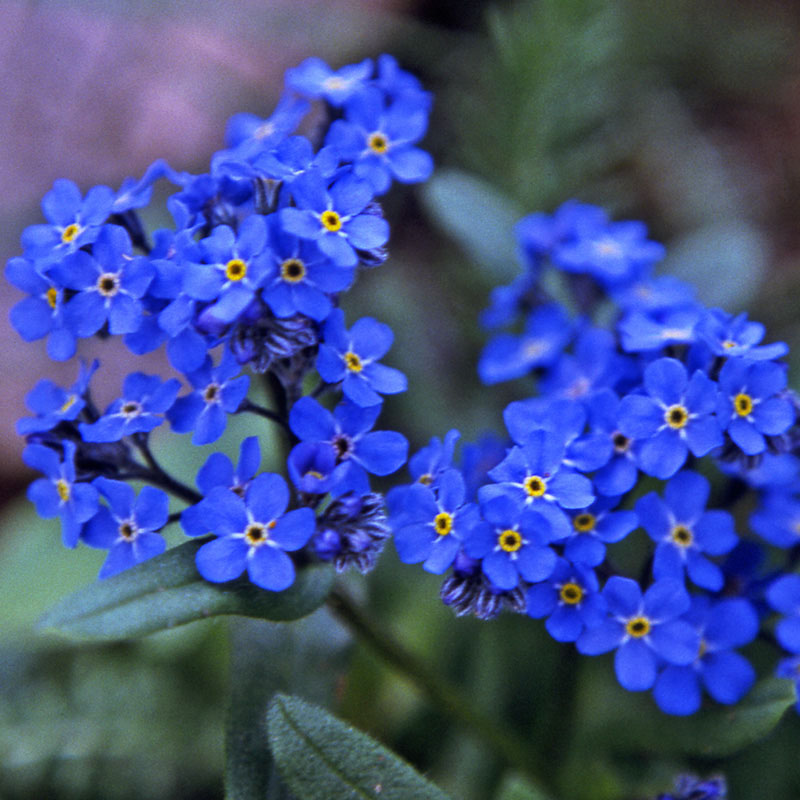 Forget-Me-Nots: Tips and Symbolism of These Pretty Blue Flowers - Farmers'  Almanac