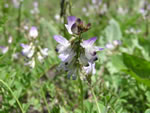 Alpine Milkvetch (Astragalus alpinus).