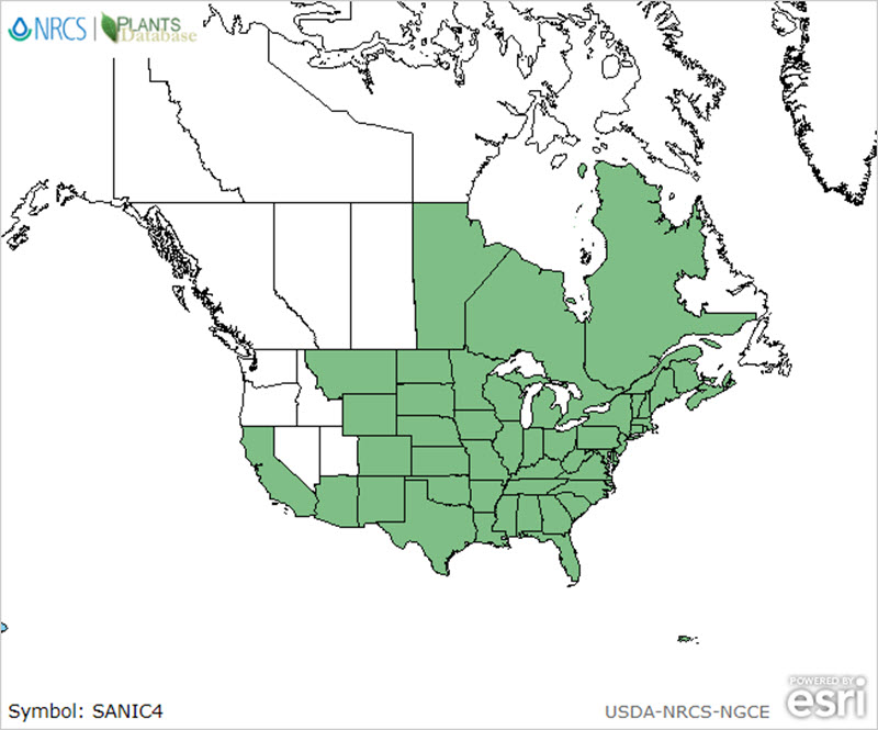 American Black Elderberry range map.