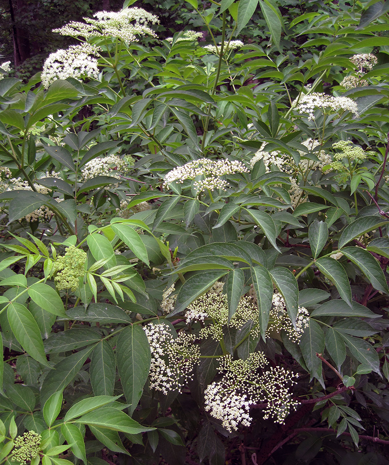 American Black Elderberry plant.