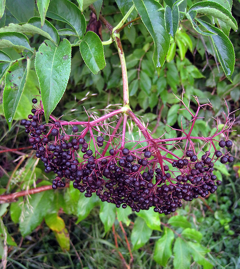 American Black Elderberry fruit.